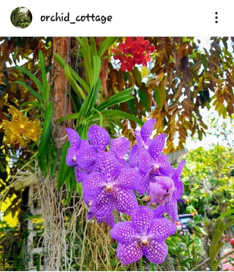 Orchid Cottage Kingston Eksteriør bilde