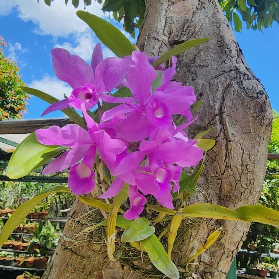 Orchid Cottage Kingston Eksteriør bilde