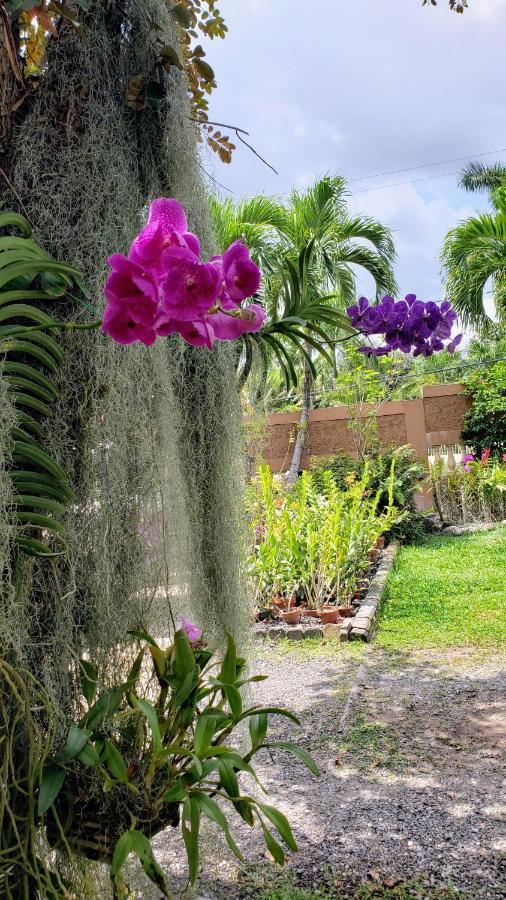 Orchid Cottage Kingston Eksteriør bilde