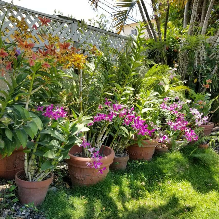Orchid Cottage Kingston Eksteriør bilde